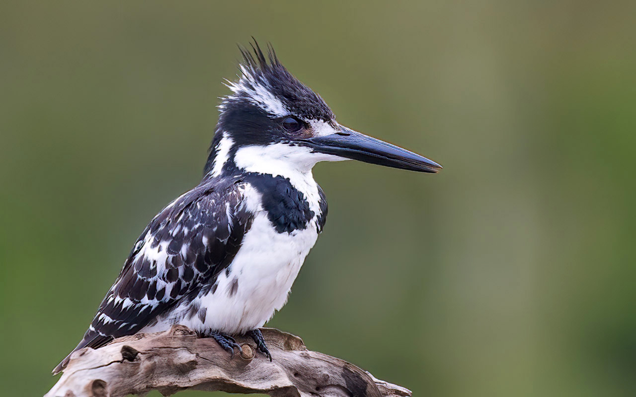 Pied Kingfisher
